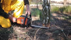 How Our Tree Care Process Works  in  Newington, VA