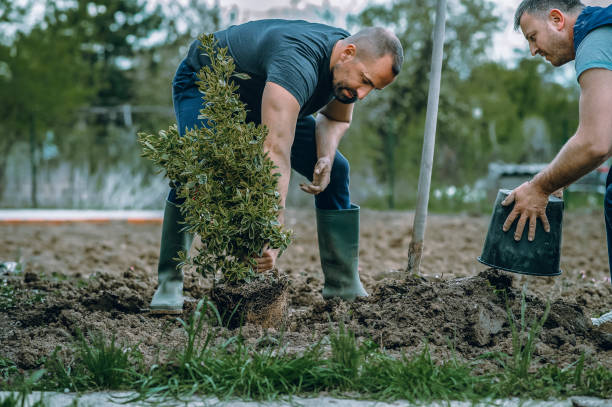 Tree and Shrub Care in Newington, VA
