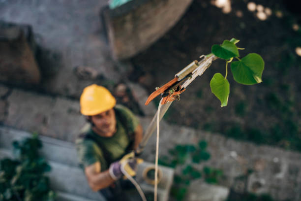 Best Tree Trimming and Pruning  in Newington, VA