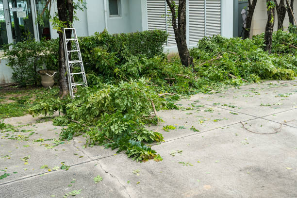 Best Lawn Disease Treatment  in Newington, VA