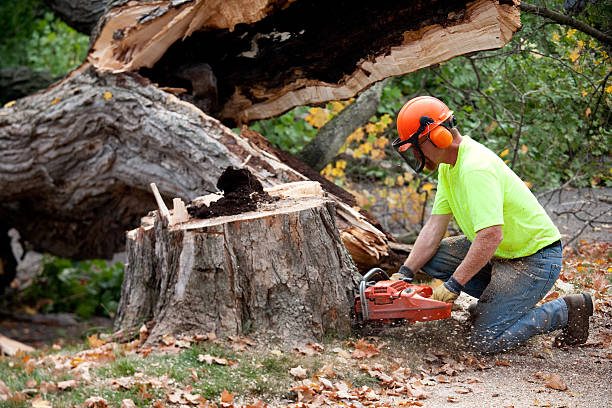  Newington, VA Tree Services Pros