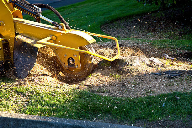 Best Emergency Tree Removal  in Newington, VA