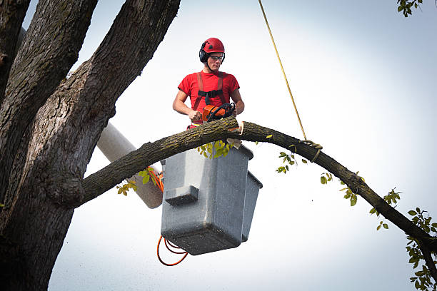 Best Arborist Consultation Services  in Newington, VA