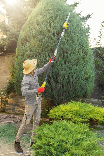 Reliable Newington, VA Tree Services Solutions