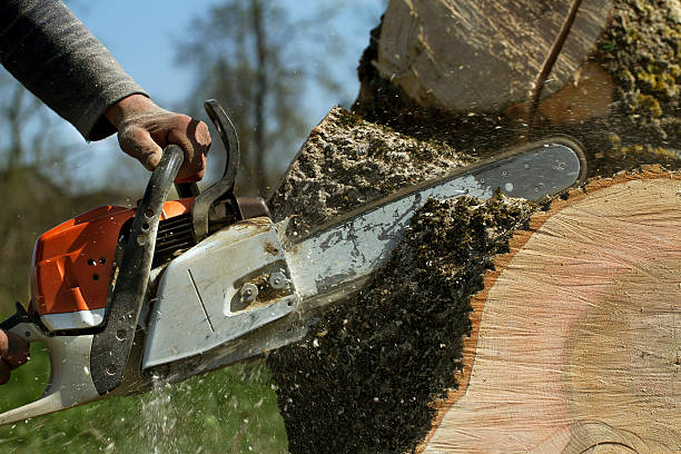 Best Tree Mulching  in Newington, VA