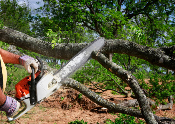 Best Lawn Irrigation Installation and Maintenance  in Newington, VA